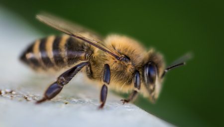 Arı Sokması İçin Bitkisel Reçeteler 